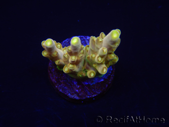 WYSIWYG RAH Acropora Dedo de Oro 5M4