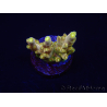 WYSIWYG RAH Acropora Dedo de Oro 5M4