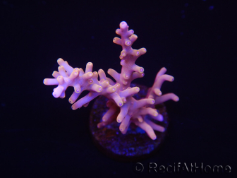 WYSIWYG RAH Acropora Golden Dragon 5U1