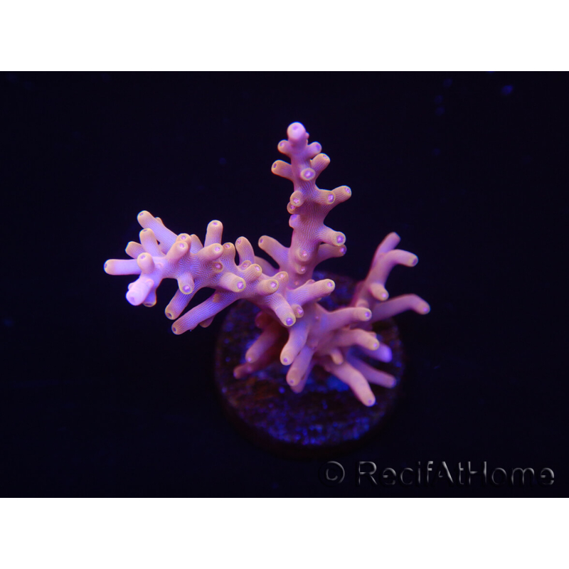 WYSIWYG RAH Acropora Golden Dragon 5U1