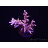 WYSIWYG RAH Acropora Golden Dragon 5U1