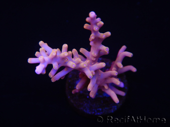 WYSIWYG RAH Acropora Golden Dragon 5U1