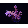 WYSIWYG RAH Acropora Golden Dragon 5U1