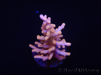 WYSIWYG RAH Acropora Golden Dragon 5U2