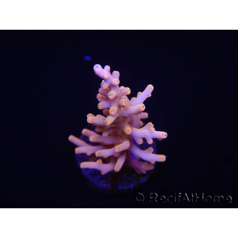 WYSIWYG RAH Acropora Golden Dragon 5U2