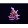 WYSIWYG RAH Acropora Golden Dragon 5U2