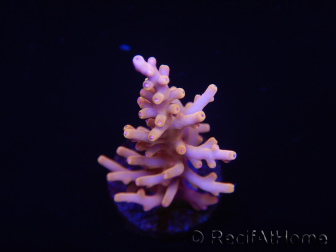 WYSIWYG RAH Acropora Golden Dragon 5U2