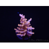 WYSIWYG RAH Acropora Golden Dragon 5U2