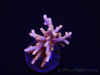 WYSIWYG RAH Acropora Golden Dragon 5U4