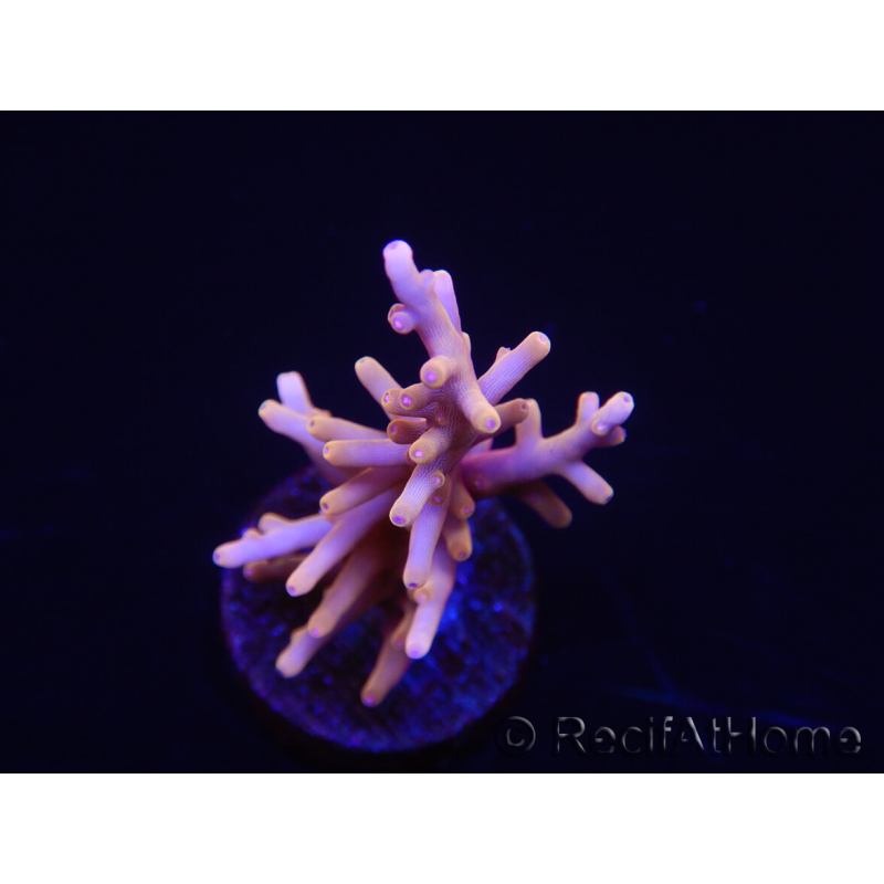 WYSIWYG RAH Acropora Golden Dragon 5U4