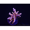 WYSIWYG RAH Acropora Golden Dragon 5U4