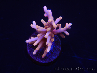 WYSIWYG RAH Acropora Golden Dragon 5U4