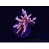 WYSIWYG RAH Acropora Golden Dragon 5U4