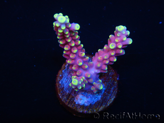 WYSIWYG RAH Acropora latistella Popsicle 5G2