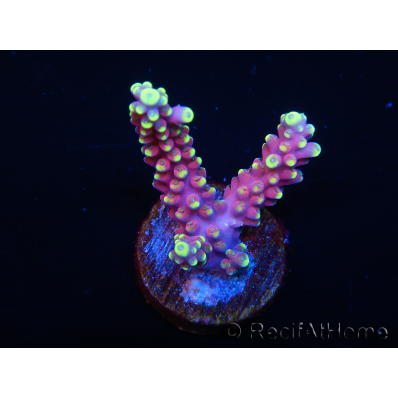 WYSIWYG RAH Acropora latistella Popsicle 5G2