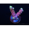 WYSIWYG RAH Acropora latistella Popsicle 5G2