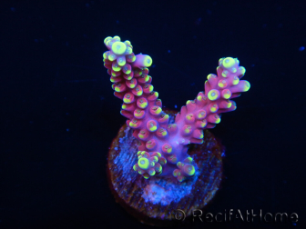 WYSIWYG RAH Acropora latistella Popsicle 5G2