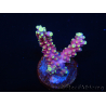 WYSIWYG RAH Acropora latistella Popsicle 5G2