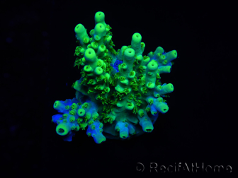 WYSIWYG RAH Acropora Hämatom 5J4