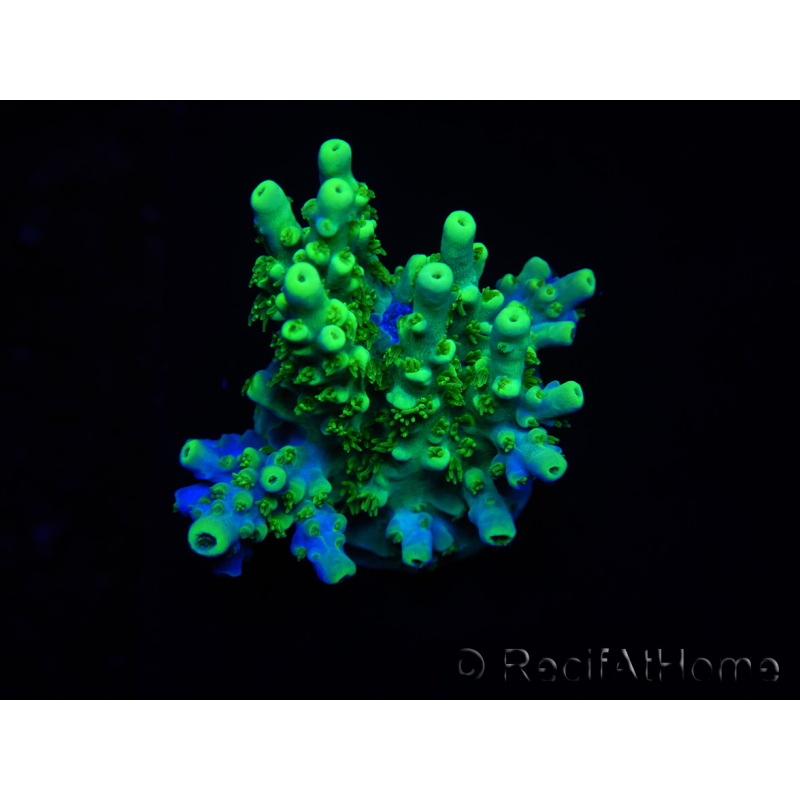 WYSIWYG RAH Acropora Hämatom 5J4