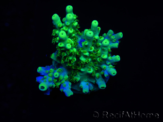 WYSIWYG RAH Acropora Hämatom 5J4