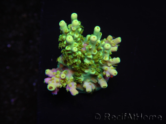 WYSIWYG RAH Acropora Hämatom 5J4