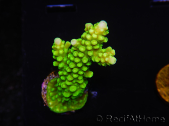 WYSIWYG Acropora yongei Geen Slimer 5S3