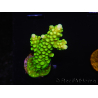 WYSIWYG Acropora yongei Geen Slimer 5S3