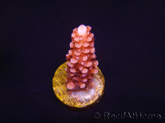 WYSIWYG MH Acropora Red Robin 5R1