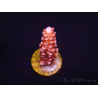 WYSIWYG MH Acropora Red Robin 5R1