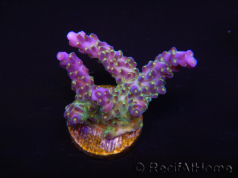 WYSIWYG RAH Acropora Blue Lagoon 5E1