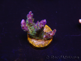 WYSIWYG RAH Acropora Blue Lagoon 5E4