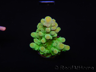 WYSIWYG RAH Acropora austera Gelbe Spitzen 5G1