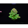 WYSIWYG RAH Acropora austera Gelbe Spitzen 5G1