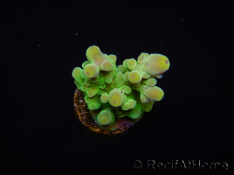 WYSIWYG RAH Acropora austera Gelbe Spitzen 5E3