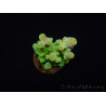 WYSIWYG RAH Acropora austera Gelbe Spitzen 5E3