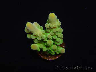 WYSIWYG RAH Acropora austera Gelbe Spitzen 5E4