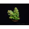 WYSIWYG RAH Acropora austera Gelbe Spitzen 5E4