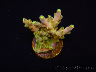 WYSIWYG RAH Acropora Gold Finger 5M2