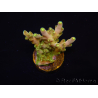 WYSIWYG RAH Acropora Gold Finger 5M2