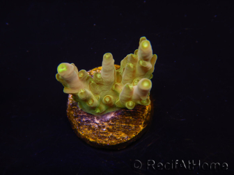 WYSIWYG RAH Acropora Dedo de Oro 5M3