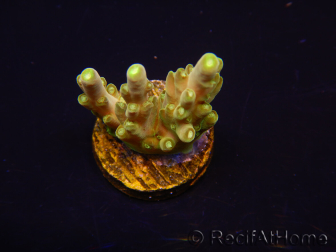 WYSIWYG RAH Acropora Dedo de Oro 5M4