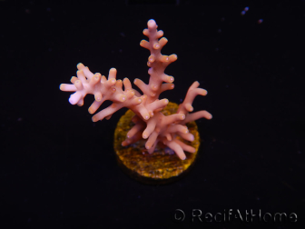 WYSIWYG RAH Acropora Golden Dragon 5U1