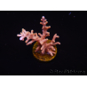 WYSIWYG RAH Acropora Golden Dragon 5U1