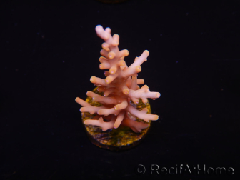 WYSIWYG RAH Acropora Golden Dragon 5U2