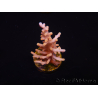 WYSIWYG RAH Acropora Golden Dragon 5U2