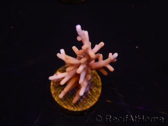 WYSIWYG RAH Acropora Golden Dragon 5U4