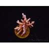 WYSIWYG RAH Acropora Golden Dragon 5U4