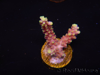 WYSIWYG RAH Acropora latistella Popsicle 5G2