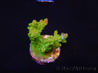 WYSIWYG MH Acropora natalensis 5C1